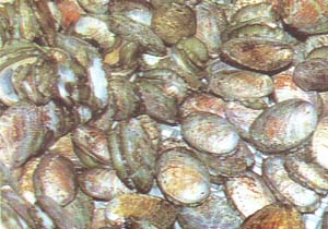 原料名稱： 台鮑 別名1： 珍珠鮑 特 點： 鮑魚的一種，現在潮汕地區使用的台鮑都是人工養殖。因鮑苗是從台灣引進的品種，故稱為台鮑。    台鮑形體較細，外殼顏色接近大連鮑，烏中帶綠，鮑殼表面白銀色，殼薄，殼上有7-9小孔。台鮑大的每公斤36-48顆，小的每公斤56-68顆。    台鮑形體細小，但營養豐富，富含高蛋白，鈣含量也高。台鮑在潮菜中一般用來作燉品或生炊，肉質爽脆。如台鮑已死或是冷凍的，再用來烹飪，則肉質較韌。    台鮑用作燉品時，有時是連殼帶肉一起下燉盅，但台鮑肉要取出來把腸洗淨，並在肉裡面放十字花刀；如是焗鮑，則殼用於和其它配料一起作燉品，肉用於焗。    活的台鮑肉外表黑色，切開肉呈淺黃色，如台鮑已死，台鮑肉外表的粘液就會脫落，顏色變為淺蠟色。    酒樓在購進活台鮑時，如要養活台鮑，當溫度太高時，水中要適當加冰，因水溫太高會導致台鮑死亡。