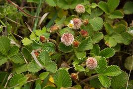 白葛[植物白葛]