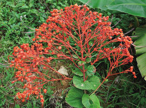 四蕊狐尾藻 四蕊狐尾藻