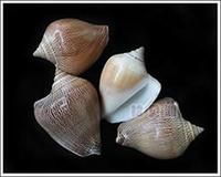 伊莎貝拉水晶鳳凰螺 伊莎貝拉水晶鳳凰螺