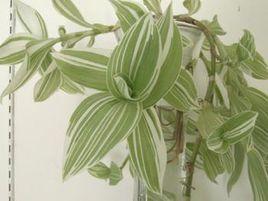 花葉水竹草 花葉水竹草