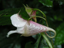 龍蝦花（紫色）