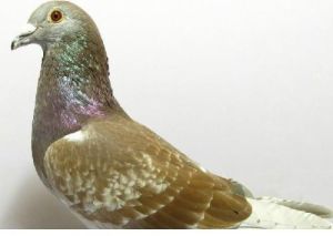 柏頓卡鴿 柏頓卡鴿