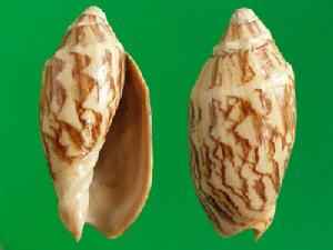 蝙蝠渦螺 蝙蝠渦螺