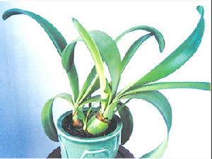 白花網球花 白花網球花