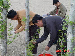 長果柄青楊 長果柄青楊