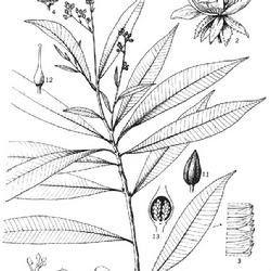 合柱金蓮木屬 合柱金蓮木屬