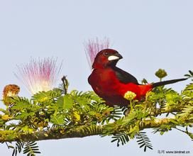 緋背厚嘴唐納雀 緋背厚嘴唐納雀