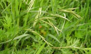 假枝雀麥 假枝雀麥