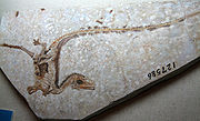 （圖）中華龍鳥的化石
