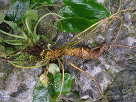 蜘蛛香[敗醬科纈草屬植物]