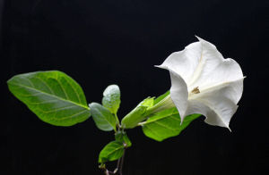 白花蔓陀羅 白花蔓陀羅