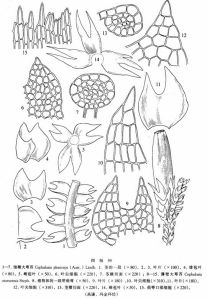 細瓣大萼苔 細瓣大萼苔