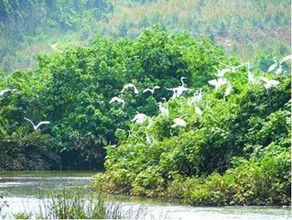 雷州九龍山紅樹林國家濕地公園 雷州九龍山紅樹林國家濕地公園