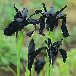 黑鳶尾花 黑鳶尾花
