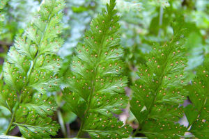 彎柄假複葉耳蕨