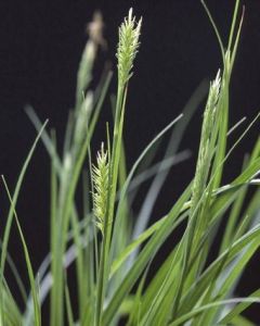 類短尖薹草 類短尖薹草