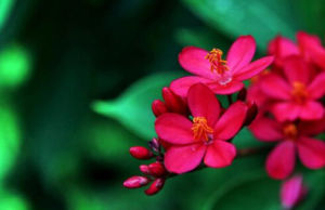 假琴葉過路黃 假琴葉過路黃