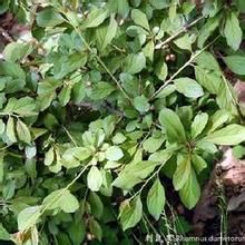 西藏鼠李 西藏鼠李