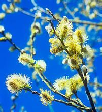 黃花墊柳 黃花墊柳