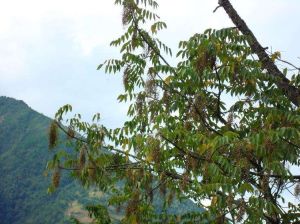 永萊自然村 永萊自然村