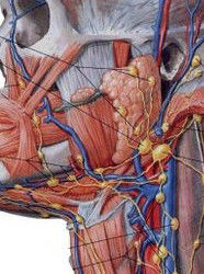 淋巴結轉移 淋巴結轉移
