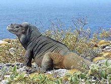 犀牛鬣蜥 犀牛鬣蜥