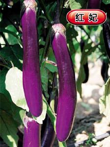 紅妃[茄子品種]