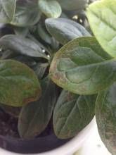 狹葉南邊杜鵑 狹葉南邊杜鵑