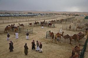 圖片3：之前這裡只是名不見經傳的沙丘，但如今卻因為酋長國欽定在此舉辦駱駝選美而名揚海外。