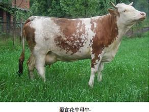 蜀宣花牛 蜀宣花牛