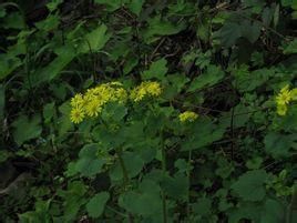 湖南蒲兒根 湖南蒲兒根