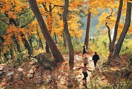 茶寮紅楓古道 茶寮紅楓古道