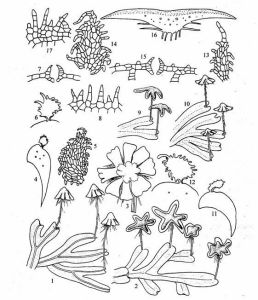 粗裂地錢 粗裂地錢