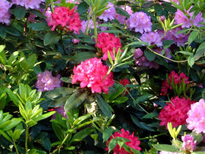 貴州杜鵑 貴州杜鵑