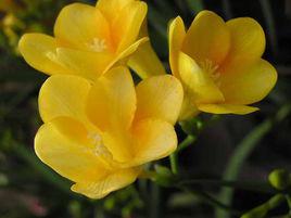 曙光[植物小蒼蘭品種]