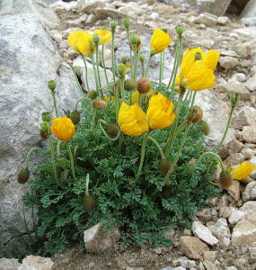 德根罌粟 德根罌粟