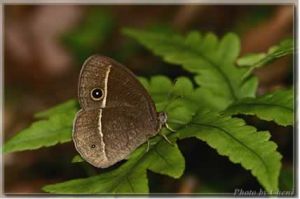 密紗眉眼蝶 密紗眉眼蝶