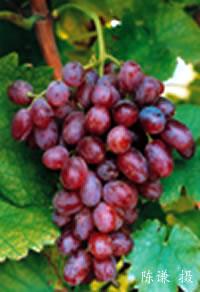 克瑞森無核 克瑞森無核