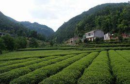 高台鎮[貴州省湄潭縣高台鎮]