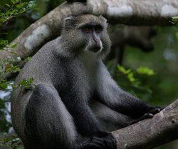 青長尾猴