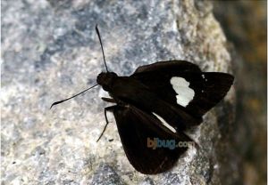 曲紋袖弄蝶 曲紋袖弄蝶