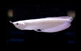 雪龍[一種魚類]