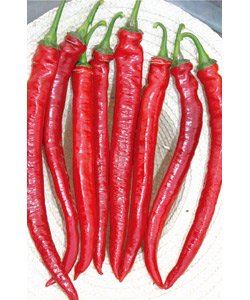 汴椒美辣子 汴椒美辣子