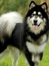 家犬也是犬科動物