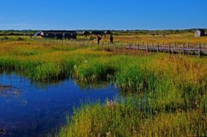 達里湖南岸 達里湖南岸