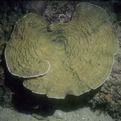 夏威夷柔紋珊瑚
