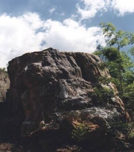 最粗矽化木直徑2.5米