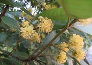 毛黑殼楠 毛黑殼楠