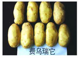 費烏瑞它馬鈴薯 費烏瑞它馬鈴薯